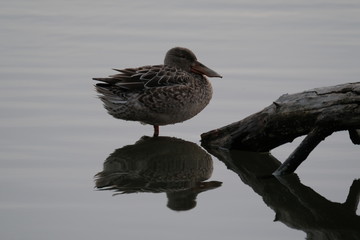 Ducks