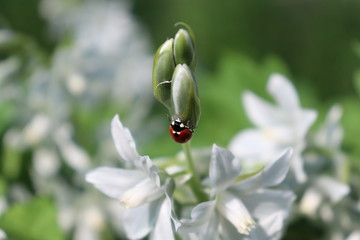 Marienkäfer auf weißen Blüten