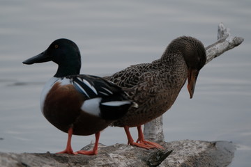 Ducks