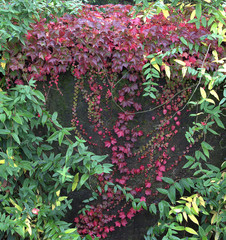 View of a wall overgrown with red ivy and green climbing plants