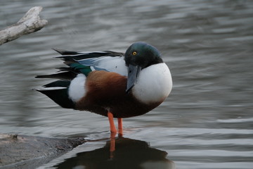 Ducks