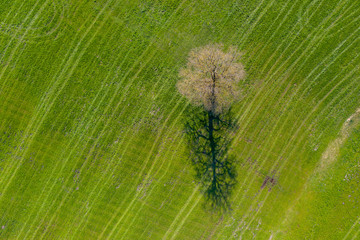 Luftbild: Baum auf Feld im Frühling