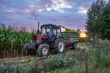 Tractor Harvesting Organic Corn Field for Biomass on Cloudy Summer Evening with Sunset Colors and Dramatic Sky - Concept of Nutrition full Vegetables and Renewable Energy for Gas and Fuel.