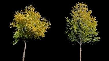 High quality 10bit footage of autumn trees on the wind isolated with alpha channel. perfect for compositing. Made from 14bit RAW