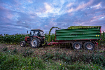 Fototapeta premium Tractor Harvesting Organic Corn Field for Biomass on Cloudy Summer Evening with Sunset Colors and Dramatic Sky - Concept of Nutrition full Vegetables and Renewable Energy for Gas and Fuel.