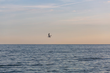 Fototapeta premium Seagull flying over the sea
