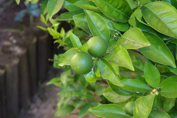 A small orange tree in the garden.