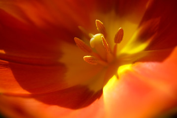 One large red Tulip with pistils and yellow anthers in open petals