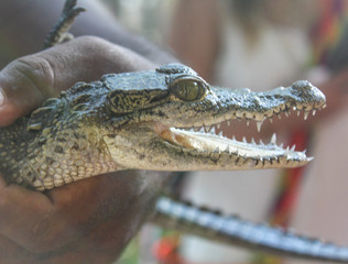 close up of a crocodile