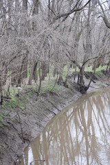 Stream and Forest