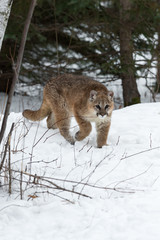 Female Cougar (Puma concolor) Steps Forward Out of Woods Winter
