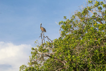 stork in nest