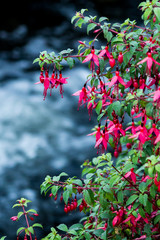 Fuchsia bush at Garfinny River Dingle Kerry Ireland