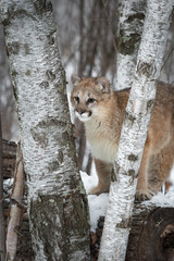 Female Cougar (Puma concolor) Looks Out Between Birch Trees Winter