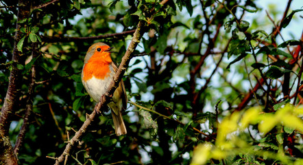 Robin Redbreast