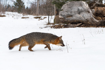 Grey Fox (Urocyon cinereoargenteus) Walks Left Through Snow Winter