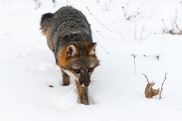 Grey Fox (Urocyon cinereoargenteus) Steps Forward Head Down Winter