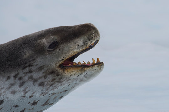 Head shot of a Leopard seal on an ice