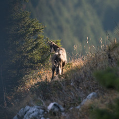 goats in the mountains