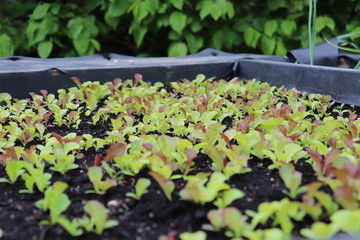 junge Pflanzen im Hochbeet