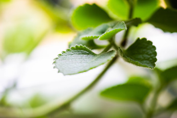 Closeup of spearmint leaves and branches growing in the flower pot on the kitchen window sill. Herbal plant. Shallow depth of field