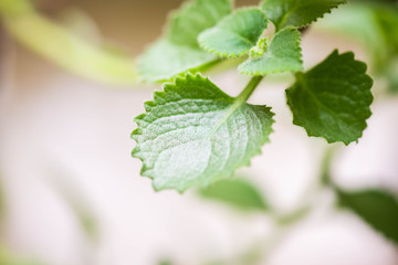Closeup of spearmint leaves and branches growing in the flower pot on the kitchen window sill. Herbal plant. Shallow depth of field