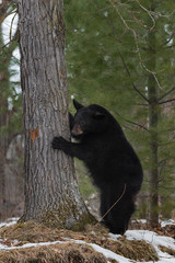 Obraz na płótnie Canvas Black Bear (Ursus americanus) Stands Paws Up on Tree Winter