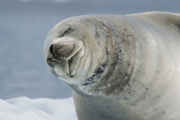 Crabeater seal on ice flow, Antarctica