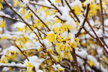 Early spring snowfall . Yellow Blooming trees covered with snow