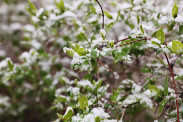 Early spring snowfall . Green tree branches covered with snow