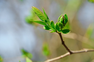 spring buds on trees, blooming and young leaves, bright spring landscape, beautiful background