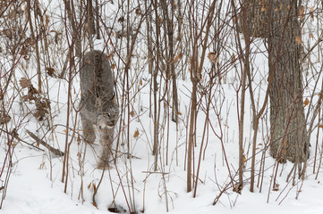 Canadian Lynx (Lynx canadensis) Prowls Through Brush Winter