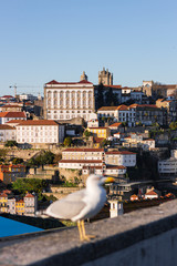 panoramic view of the city of Porto Portugal with a seagull from vila nova de gaia on a sunny day