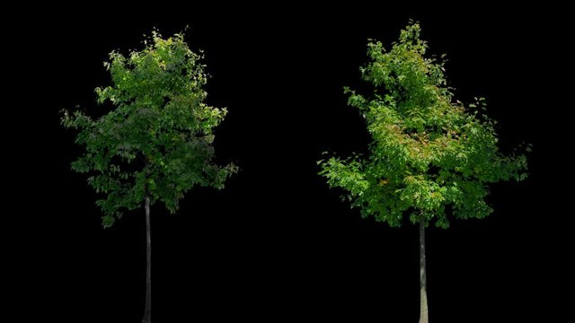 High quality 10bit footage of autumn trees on the wind isolated with alpha channel. perfect for compositing. Made from 14bit RAW