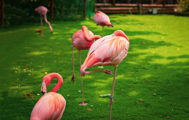 Pink flamingos on the nature. Contact Zoo. Pink flamingo.