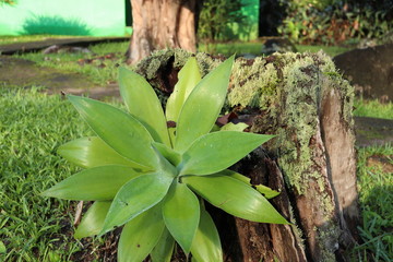 Green bromeliad growing on tree trunk