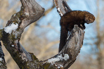 Fisher (Martes pennanti) Perched in Tree Peers Down And Around Winter