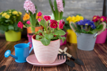 Obraz na płótnie Canvas Bright primroses in colorful flower pots and garden tools against a gray wall. Spring flower background, copy space for text.