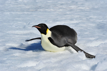 Emperor Penguin on the snow