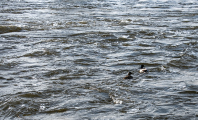 Two ducks struggling in a turbulent river