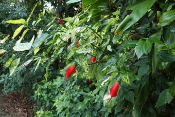 Red flowers in park in Rio de Janeiro