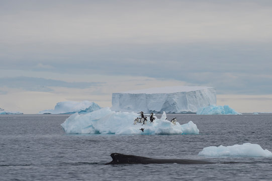 Humpback Whale logging