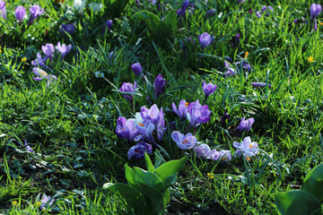 bunte Blumen im Frühling