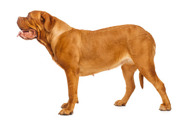 Dogue de Bordeaux, portrait isolated on white background