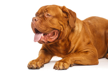 Dogue de Bordeaux, portrait isolated on white background