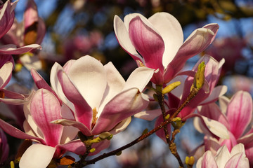 Magnolie Blüte