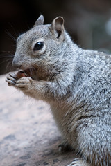 scoiattolo grigio 02 - ripreso in primo piano verticale
