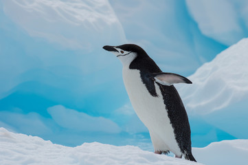 Chinstrap Penguin on the ice