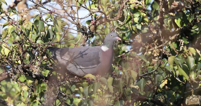 pigeon ramier mangeant du lierre
