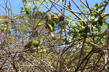 Bird is Fluvicola Nengeta in castor bean plant.